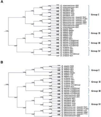Figure  3.  Construction  of  phylogenetic  tree  assembled  based  on  rDNA-ITS   sequences  of  31  plant  samples  of  Breeae  and  Cirsii  Herba  using  UPGMA  analysis  in  CLC  main  workbench  ver