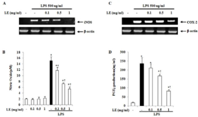 Fig.  1.  Effect  LE  extract  on  cytotoxity  in  RAW  264.7  cells. 