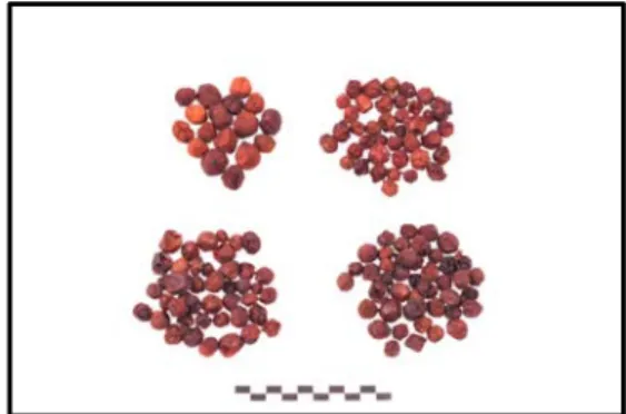 Fig.  1.  The  shape  and  color  of  schisandrae  fructus  sample upper  left:  Dryed  schisandrae  fructus  sample  without  steaming  process,  upper  right:  Dryed  schisandrae  fructus  sample  with  one  time  steaming  process,  lower  left:  Dryed 