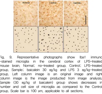 Fig.  8.  Effect  of  baicalein  on  Iba1  expression  in  the  LPS-treated  mouse  brain