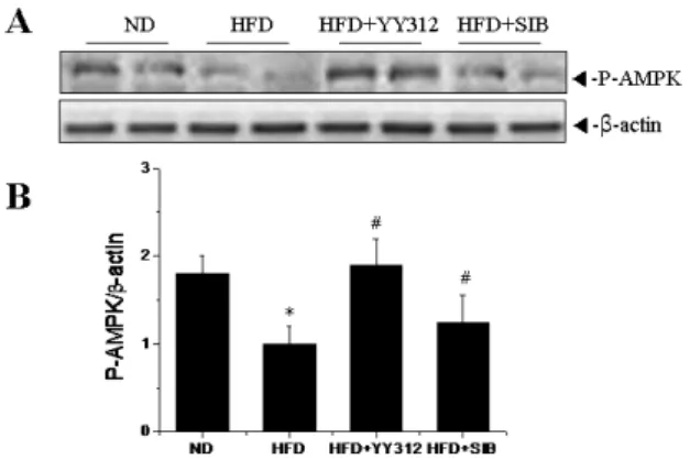 Fig.  4.  Effects  of  YY312  and  sibutramine  on  AMPK  phosphorylation  in  fat  tissues  of  male  C57BL/6  mice  fed  with  ND,  HFD,  HFD+YY312(300  mg/kg),  and  HFD+SIB(5  mg/kg)