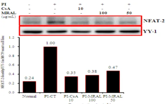 Fig.  12.  Effect  of  MRAL  on  AP-1  proteins  (c-Jun)  in  MC/9  mast  cells  induced  with  PI.
