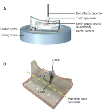 Fig. 1.  Schematic diagram of tooth-loading experiment  (A) and the coordinate system employed in modelling  and experiments (B)