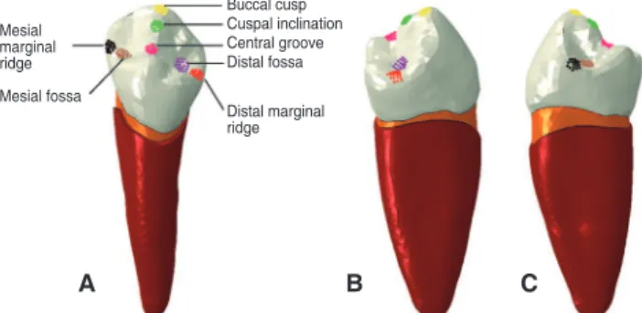 Fig. 2.  Position of point loads applied to the landmarks  on the occlusal surface in finite element model 