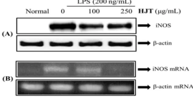 Fig.  2.  Effect  of  HJT  on  LPS-induced  NO  production  in  RAW  264.7  cells.  RAW  264.7  cells  were  pretreated  with  the  indicated  concentration  of  HJT  for  30  minutes  before  being  incubated  with  LPS  (200  ng/mL)  for  24  hours