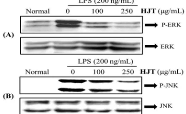 Fig.  9.  Effect  of  HJT  on  the  phosphorylation  (P-)  of  MAPKs  in  LPS-stimulated  RAW  264.7  cells
