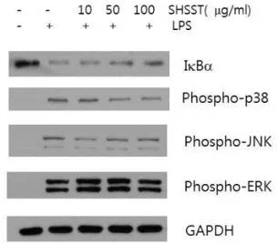 Figure  4.  Effect  of  SHSST  on  Annexin  V/Propidium  Iodide  staining. 