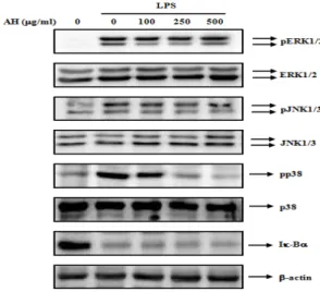 Fig.  7.  Effects  of  AH  on  the  activation  of  MAPKs  and  degradation  of  Iĸ-Bα  on  LPS-stimulated  RAW  264.7  cells