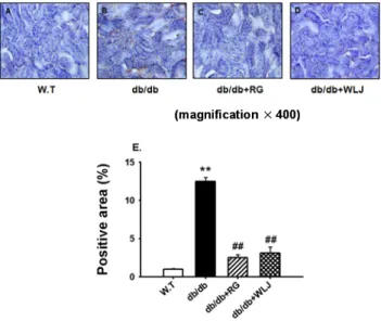 Fig.  6.  Effect  of  WLJ  on  ICAM-1  immunoreactivity  in  renal  cortex  of  db/db  mouse