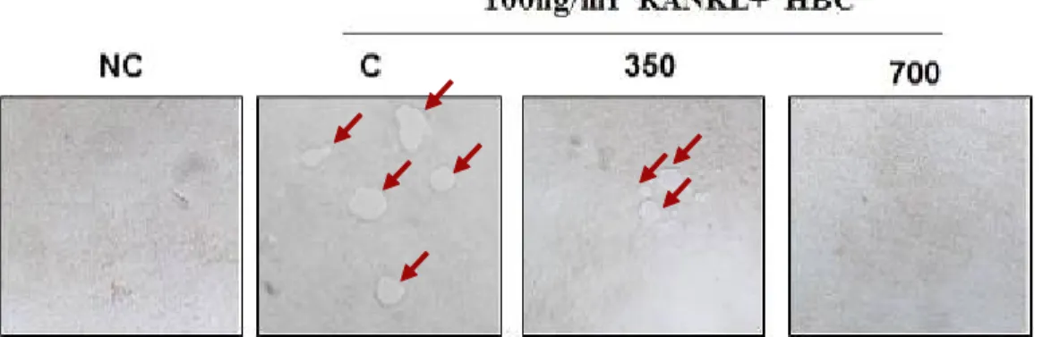 Fig. 12. Effect of HBC on bone pit formation by RANKL-stimulated Osteoclast (under inverted-microsope (×400))