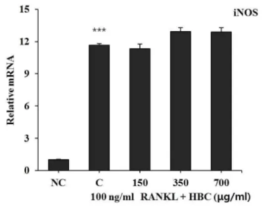 Fig. 8. Effect of HBC on MITF gene expression in RANKL-stimulated osteoclast.