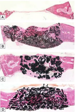 Fig. 5.  Histological sections of the cranial defects in  rabbits 4 weeks postsurgery