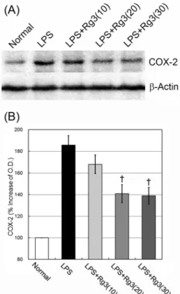 Fig.  3.  Effect  of  ginsenoside  Rg3  on  COX-2  protein  in  the  brain. 