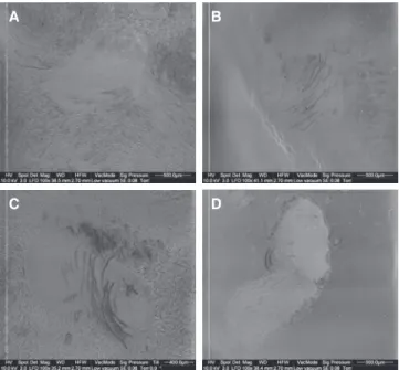 Fig. 1.  Exemplary SEM pictures (magnification: ×100) of  occlusal wear areas with cracks