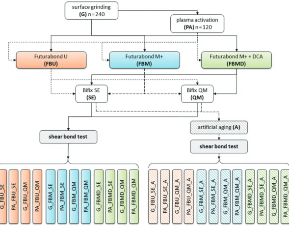 Fig. 2.  Overview about the study groups.