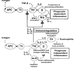 Fig  2.  Biphasic  cytokine  expression  in  atopic  dermatitis.  Acute  skin  lesions  are  rich  in  TH2  (IL-4  and  IL-13)  cytokine  expression