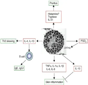 Fig.  3.  Roles  of  mast  cells  in  atopic  dermatitis.  CRTH2: 