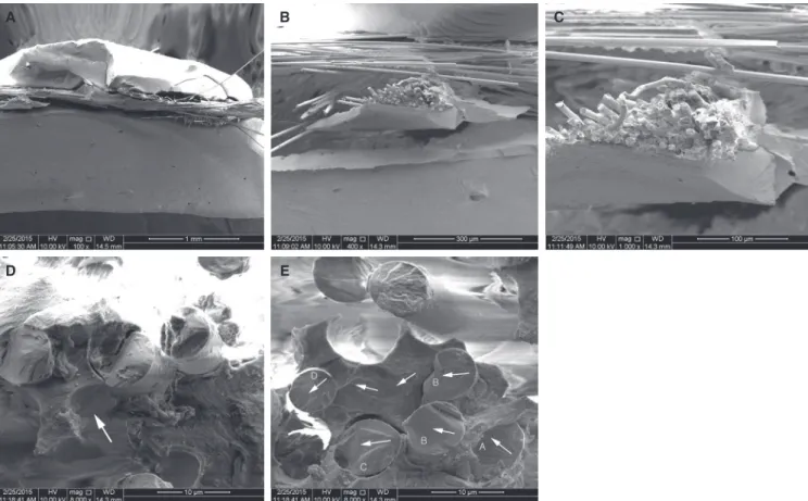 Fig. 7.  Fractured surface of the glass fiber mesh-reinforced complete denture; palate area of acrylic resin base