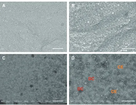 Fig. 2.  The representative SEM micrographs of Ceramage groups. A, B: the cohesive failure in Ceramage (CE)