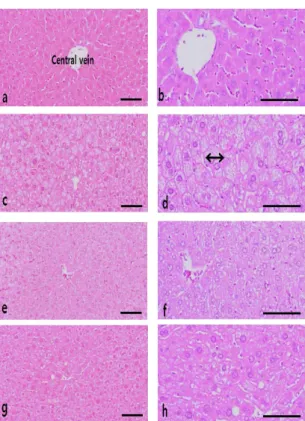 Fig.  1.  Changes  on  histological  profiles  of  the  liver  in  intact  normal  (a,  b),  HFD  control  (c,  d),  T5  (e,  f)  and  T10  (g,  h)  treated  group