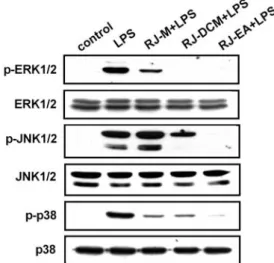 Figure  8.  Effect  of  RJ  extracts  on  LPS-activated  MAPKs.  RAW  264.7  cells  were  preincubated  with  100  μg/ml  of  RJ  extracts  for  1  hr  and  then  treated  with  1  μg/ml  of  LPS  for  18hr
