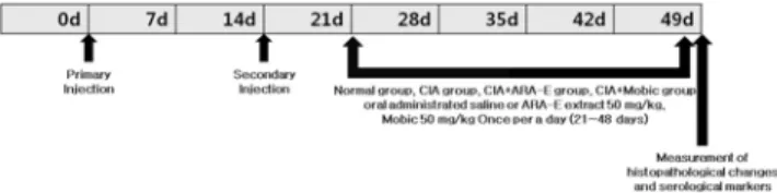 Fig.  1.  Experimental  scheme  on  collagen-induced  arthritis  in  mouse