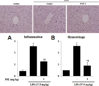 Fig. 8. Effects of PSE on the liver tissue of mice.