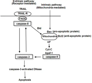 Fig.  3.  Cell  cycle(A)  and  Effects  of  Spatholobus  suberectus  on  G2  phase  in  cell  cycle