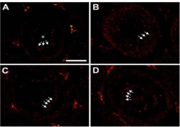 Fig.  1.  Effect  of  Ginseng  radix  (PG)  treatments  on  sperm  count. 