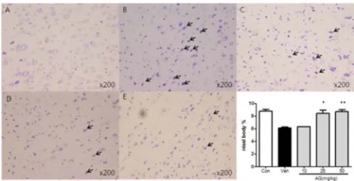 Fig.  2.  Effect  of  Angelica  gigas  radix  palva  water  extract  on  the  neuronal  cell  injury  induced  by  middle  cerebral  artery  occlusion  in  rats