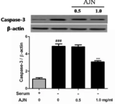 Fig.  2.  Effect  of  serum  deprivation  on  cell  viability  in  PC12  cells. 