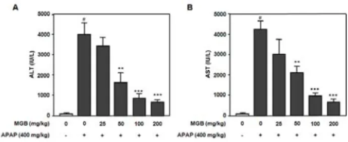 Fig.  2.    Effect  of  Myngganbo  (MGB)  extract  on  acetaminophen  (APAP)-induced  hepatoxicity  in  mice