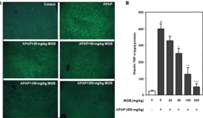 Fig.  5.    Effect  of  Myngganbo  (MGB)  extract  on  acetaminophen  (APAP)-induced  COX-2  expression  and  activity  in  mice