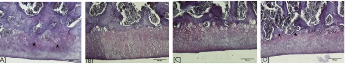 Fig.  4.  Changes  on  the  histopathological  change  (Safranin  O-fast  stain)  of  knee  joint  after  CWS-A  administrations  in  CFA  induced  arthritis  rats