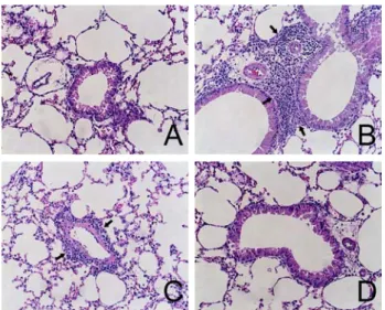 Fig.  4  Effects  of  PEE  on  histopathological  changes  in  lung  tissue  Lung  tissues  were  stained  with  hematoxylin-eosin  and  examined  using  photomicroscope