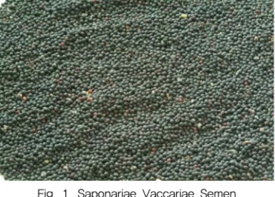Fig.  1.  Saponariae  Vaccariae  Semen