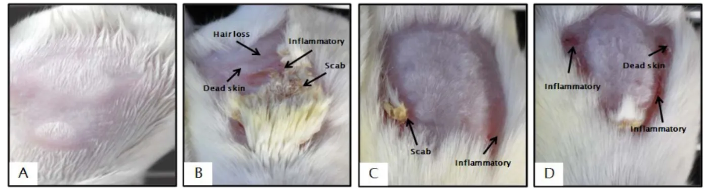 Fig  1.  Effects  of  Persimmon  Leaves  (May)  Extract  Administrated  Orally  with  Applied  Topically  Against  DNCB-induced  Atopic  Dermatitis  in  Balb/c  mice.