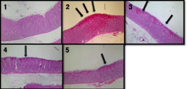 Fig.  6.  Effect  on  gastric  damage  in  reflux  esophagitis  rat  treated  with  alpha-tocopherol  and  extract  of  evodiae  fructus.