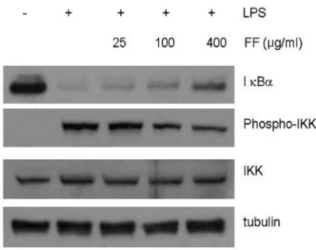 Figure  5.  Effect  of  FF  ethanol  extract  on  p38,  JNK,  and  ERK1/2  activation