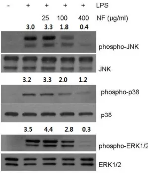 Figure  6.  Effect  of  NF  methanol  extract  on  p38  activation. 