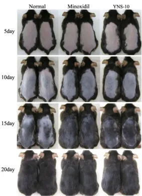 Fig.  1.  Overall  feature  of  growing  hair  in  an  alopecia  model  of  C57BL/6  mice
