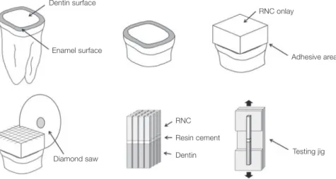 Fig. 1.  Schematic illustration of the protocol used in this study: (A) Occlusal enamel and dentin surfaces were sectioned  and polished