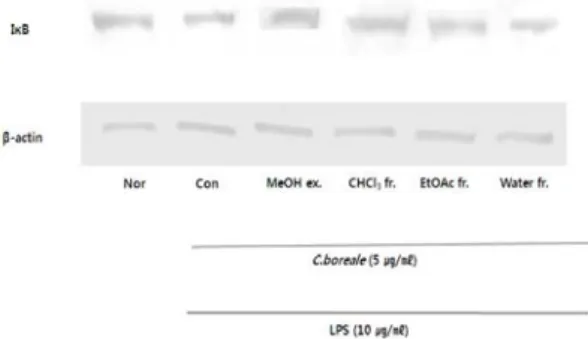Fig.  8.  The  effects  of  C.  boreale   flower  extract  and  fractions  on  LPS-induced  P65  expression  in  RAW  264.7  cell.