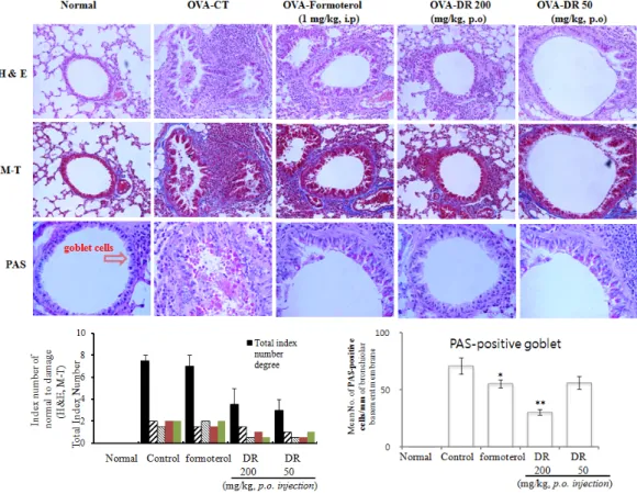 Figure  2.  Effect  of  DR  on  histologic  examination  of  airway  inflammation  (H&amp;E,  M-T,  and  PAS  staining)  in  lung  tissue  and  BALF  cytospin  of  the  OVA-induced  mouse  model  of  allergic  asthma