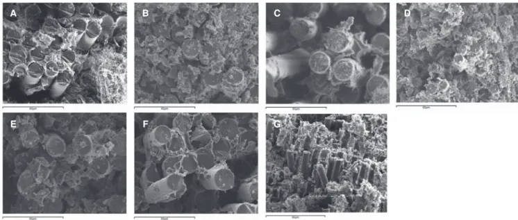 Fig. 2.   SEM micrographs of  the failure area of  the fiber posts. (A) Rebilda Post, (B) ParaPost Fiber Lux, (C) ParaPost Taper  Lux, (D) ParaPost Fiber White, (E) D.T