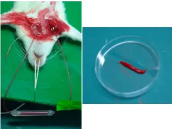 Figure  1.  Induction  of  thrombus  by  AV  shunt  rat  model