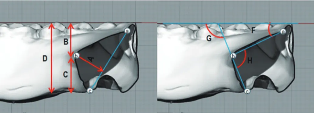 Fig. 4.  Reference points and measurements at the sectioned lingual polished surface. (a) the lingual margin of the  artificial teeth, (b) the height of the contour at the lingual polished surface, (c) the most inferior lingual border, (A) the  perpendicul
