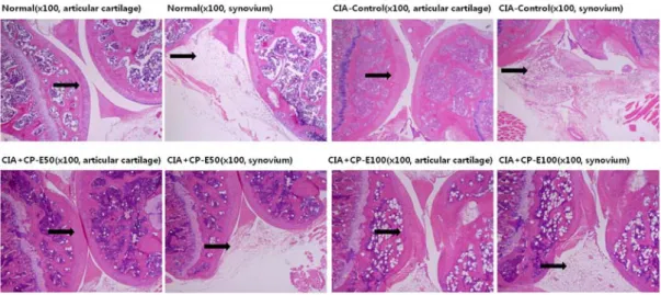 Fig.  4.  Effects  of  Citri  Pericarpium  ethanol  extract  on  histological  features  of  representative  ankle  joint  from  DBA/1J  mice  by  H&amp;E  staining