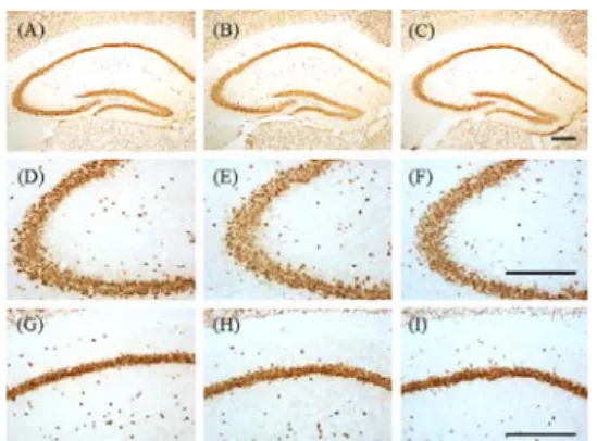 Fig.  5.  Effect  of  CGHJH  on  NeuN-immunoreactive  cells  against  EtOH  in  the  hippocampus  of  ICR  mice
