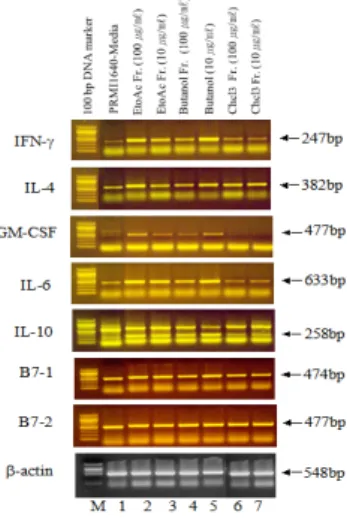 Fig.  4.  mRNA  expression  of  cytokines  in  thymus  treated  with  EtOAc  fraction  from  Lonicera  japonica